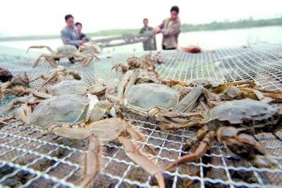 阳澄湖大闸蟹