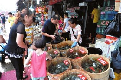 正宗阳澄湖大闸蟹