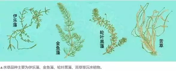 大闸蟹生长环境