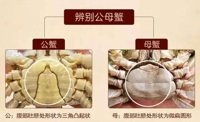 正宗阳澄湖大闸蟹